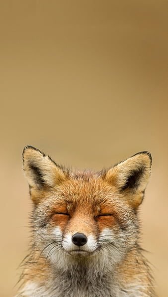 Profile option